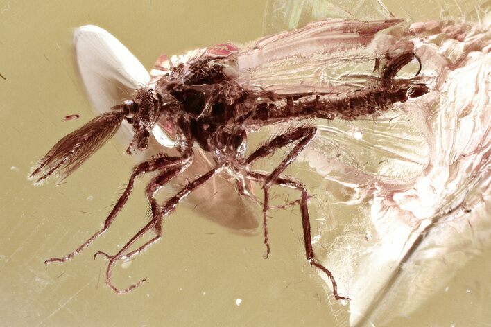 Fossil Biting Midge (Ceratopogonidae) in Baltic Amber #330687